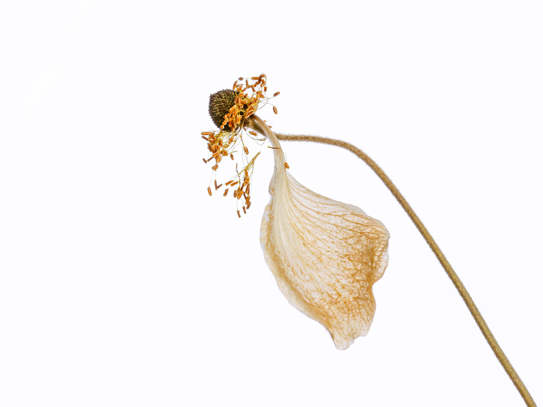 Aged Anemones - Last Breath
