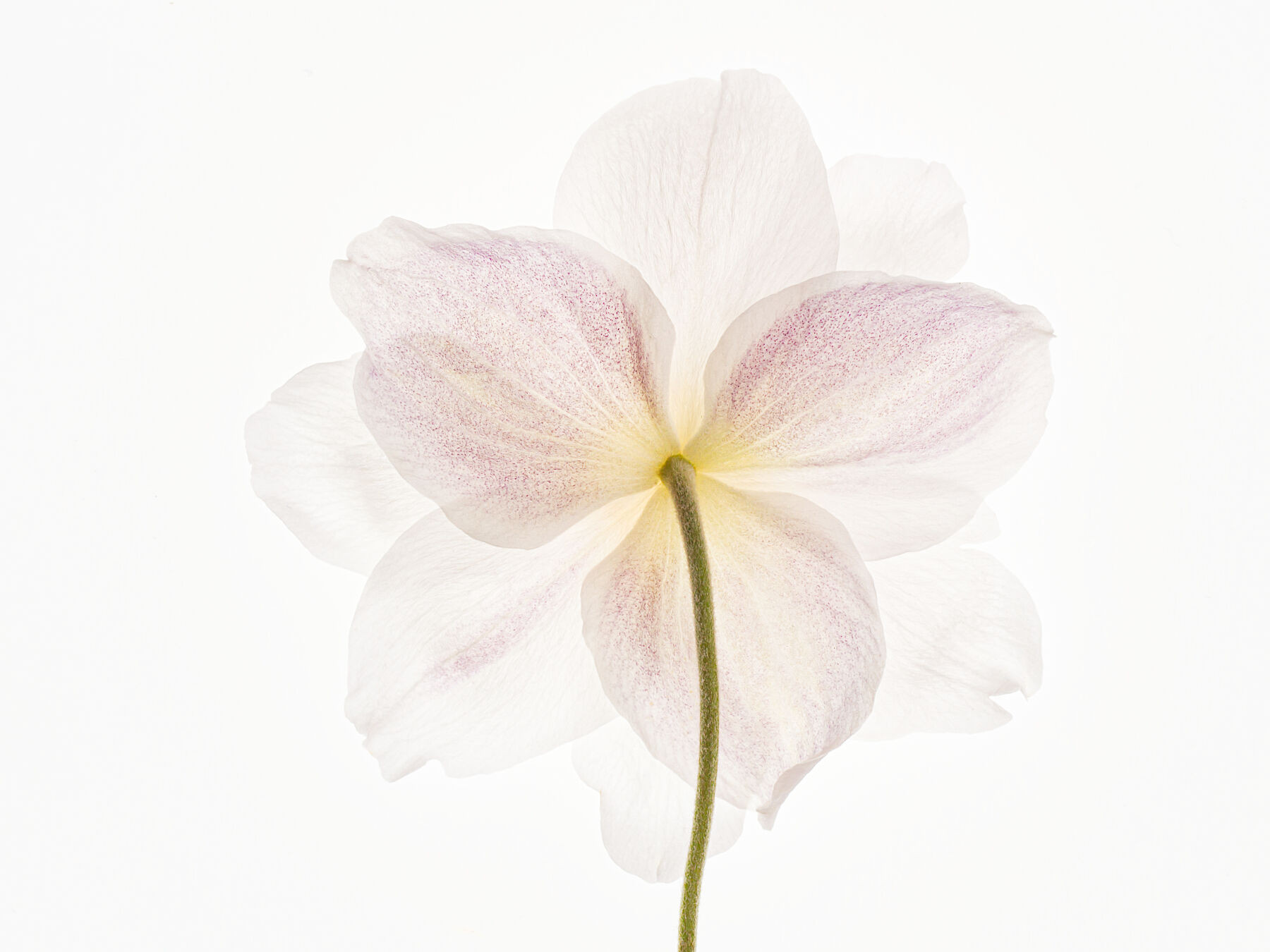 Anemone - Looking Out