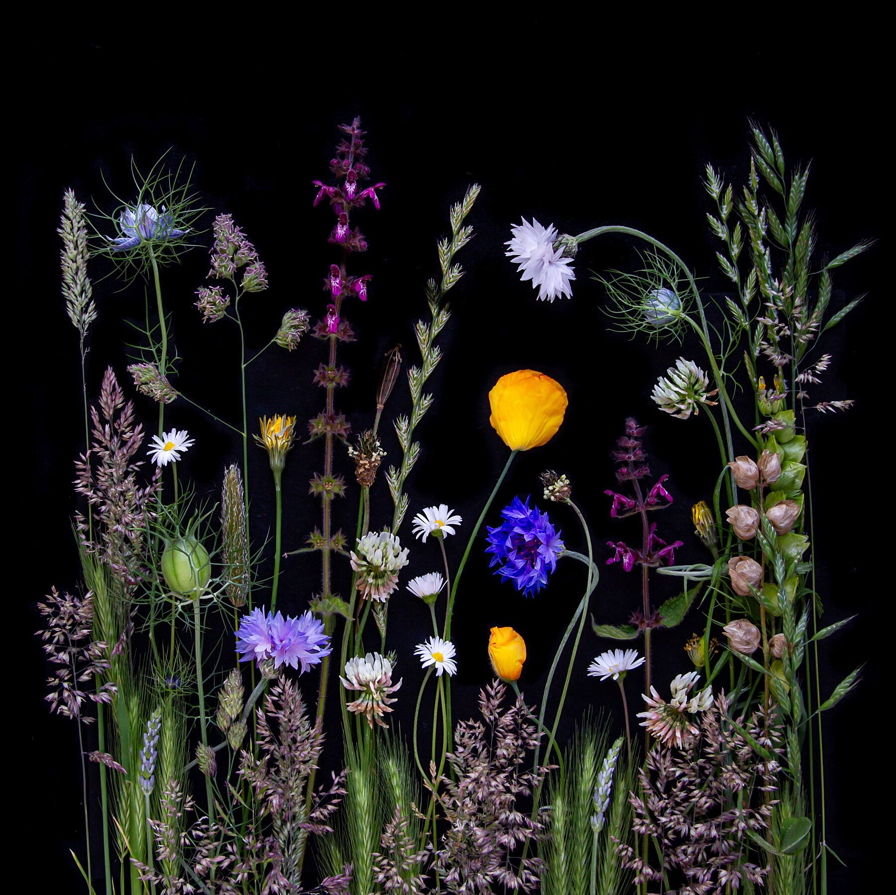 Meadow flowers on a black background