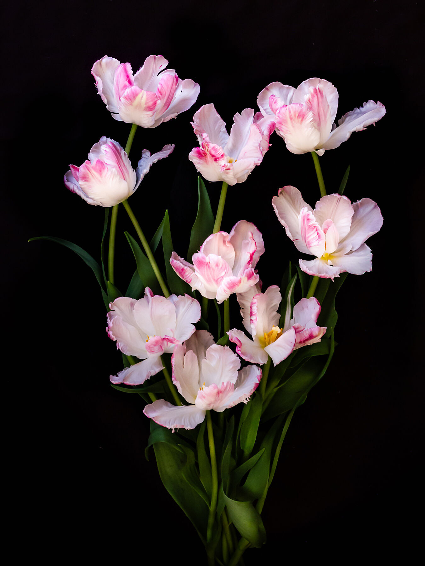 Cabanna Tulips