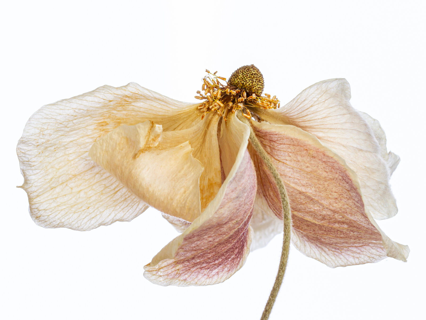 Aged Anemones - Twirl