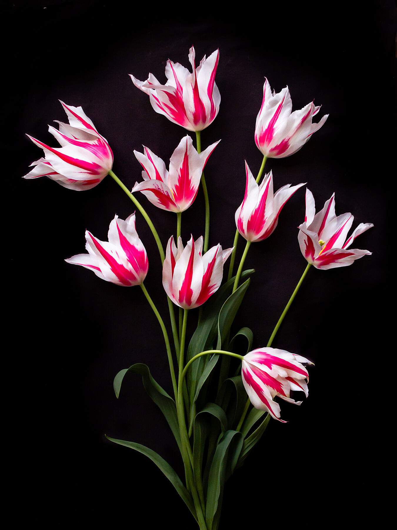 Marilyn Tulips