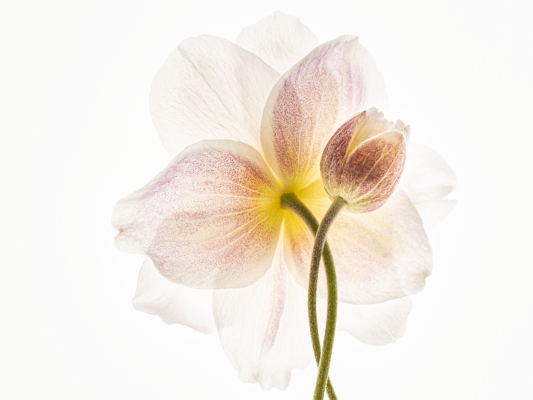 Anemones - Keep Safe