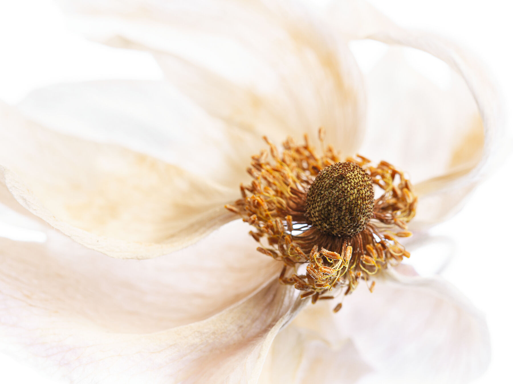 Aged Anemones - Love