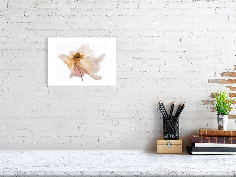 Thumbnail: Aged Anemones - Ballerina