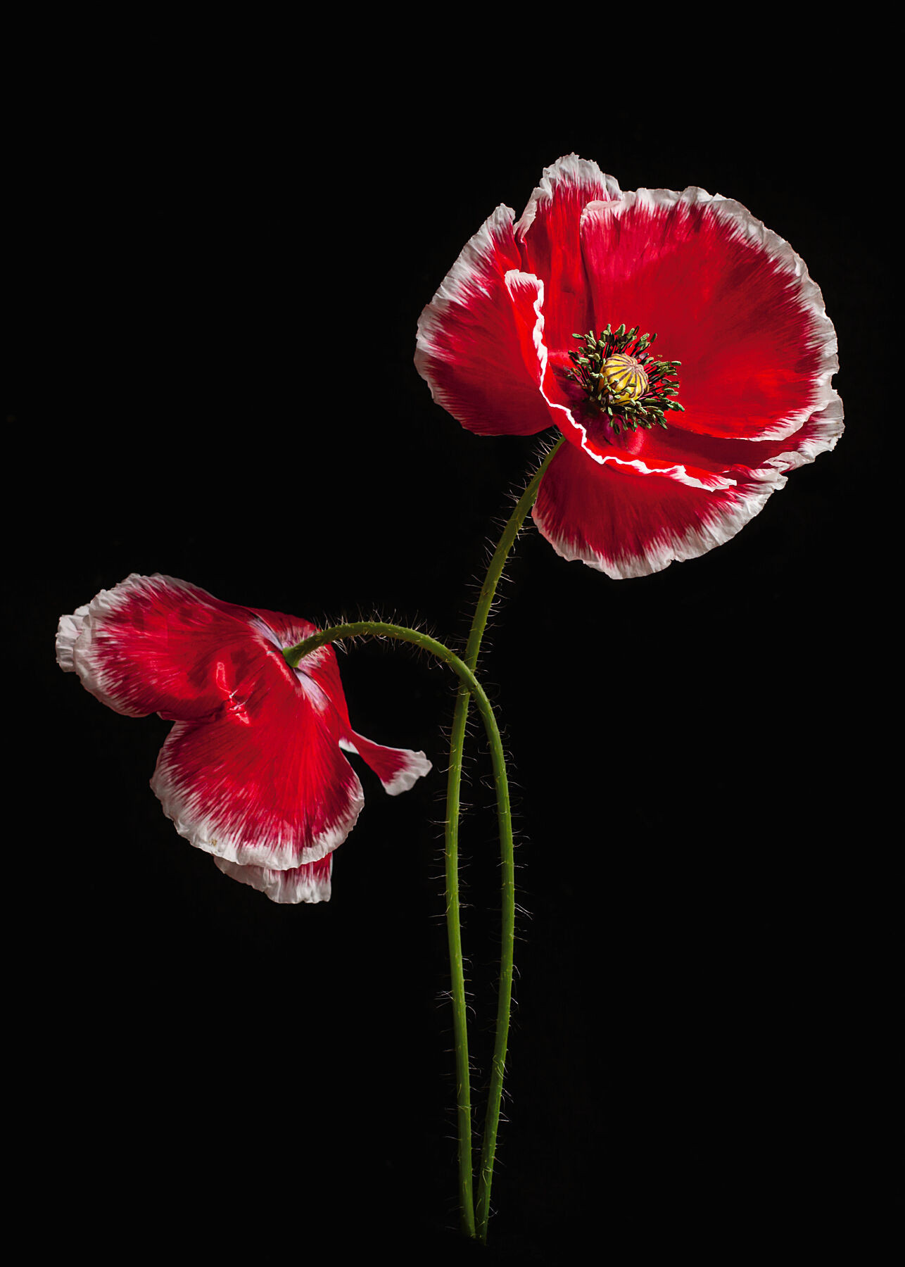 poppy, poppies, red poppy, floral art, floral photography, botanical photography, garden flowers