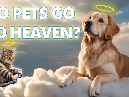 Do Pets Go to Heaven? A Biblical and Hopeful Answer