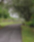 Oak Lined Driveway_edited_edited.jpg