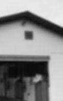 Horses in Barn Stalls.jpg