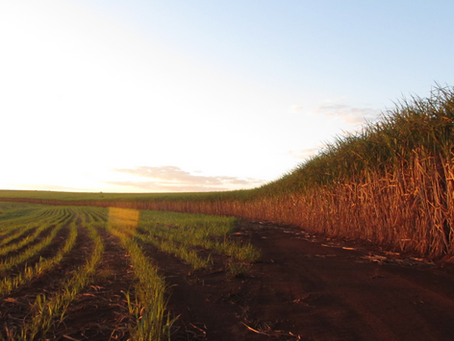 Valor da produção agrícola nacional cresce 30,4%, afirma IBGE