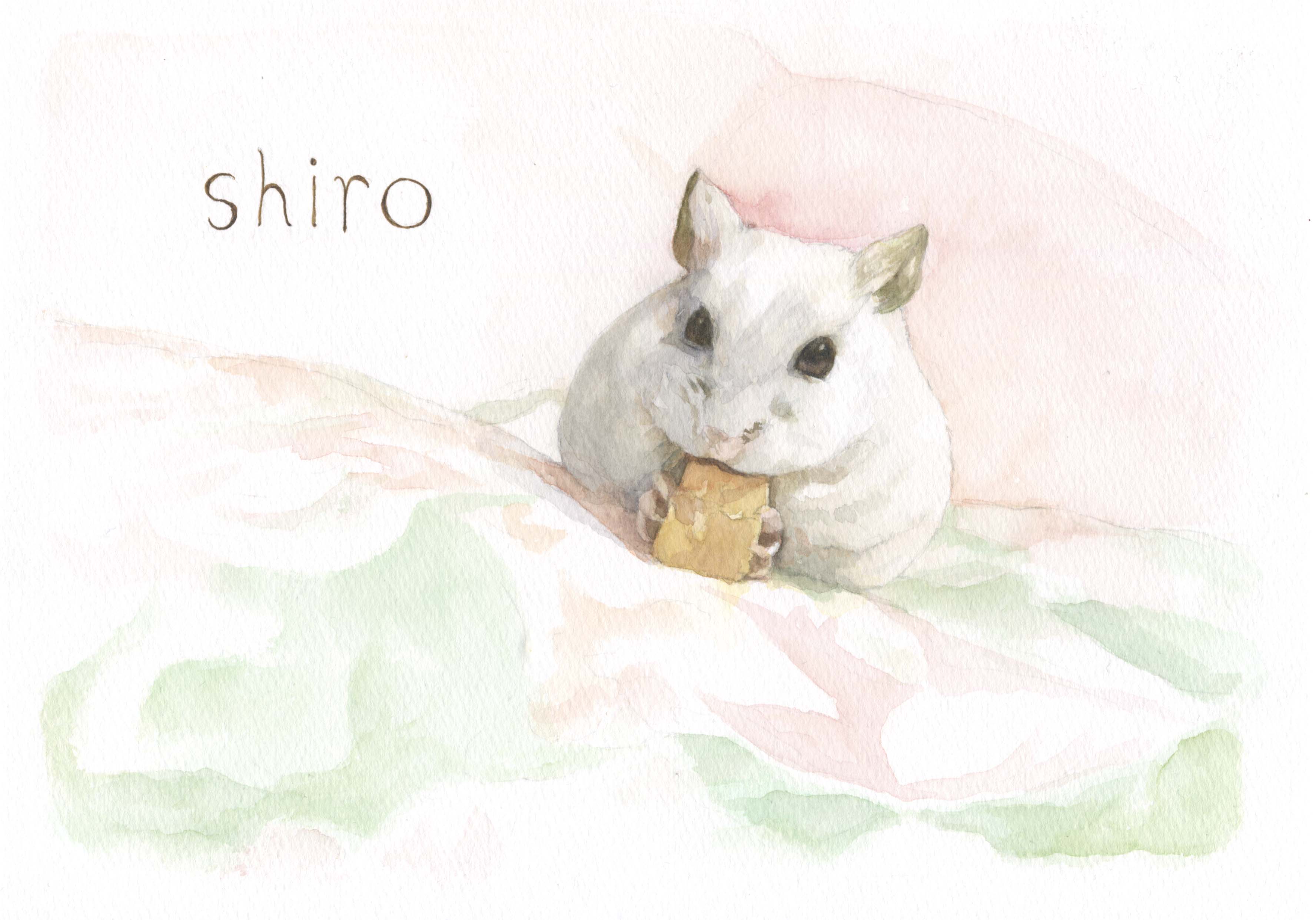 しろちゃん
