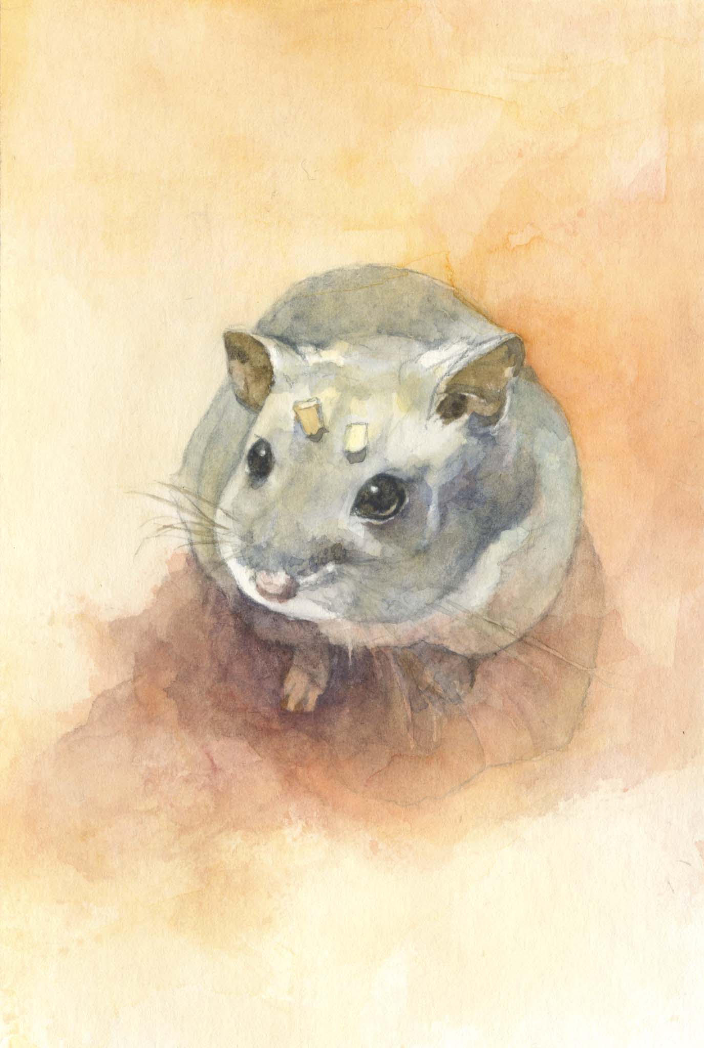 ごまちゃん