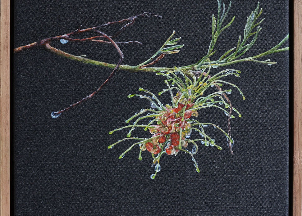 Grevillea Stenomera in Autumn 1.jpg