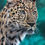 Thumbnail: Leopard