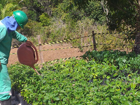 Plano de monitoramento e de reposição florestal de alta confiança