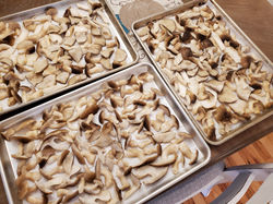 Lyophyllum decastes, Fried Chicken Mushrooms