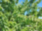 Cherry trees ready for harvest.