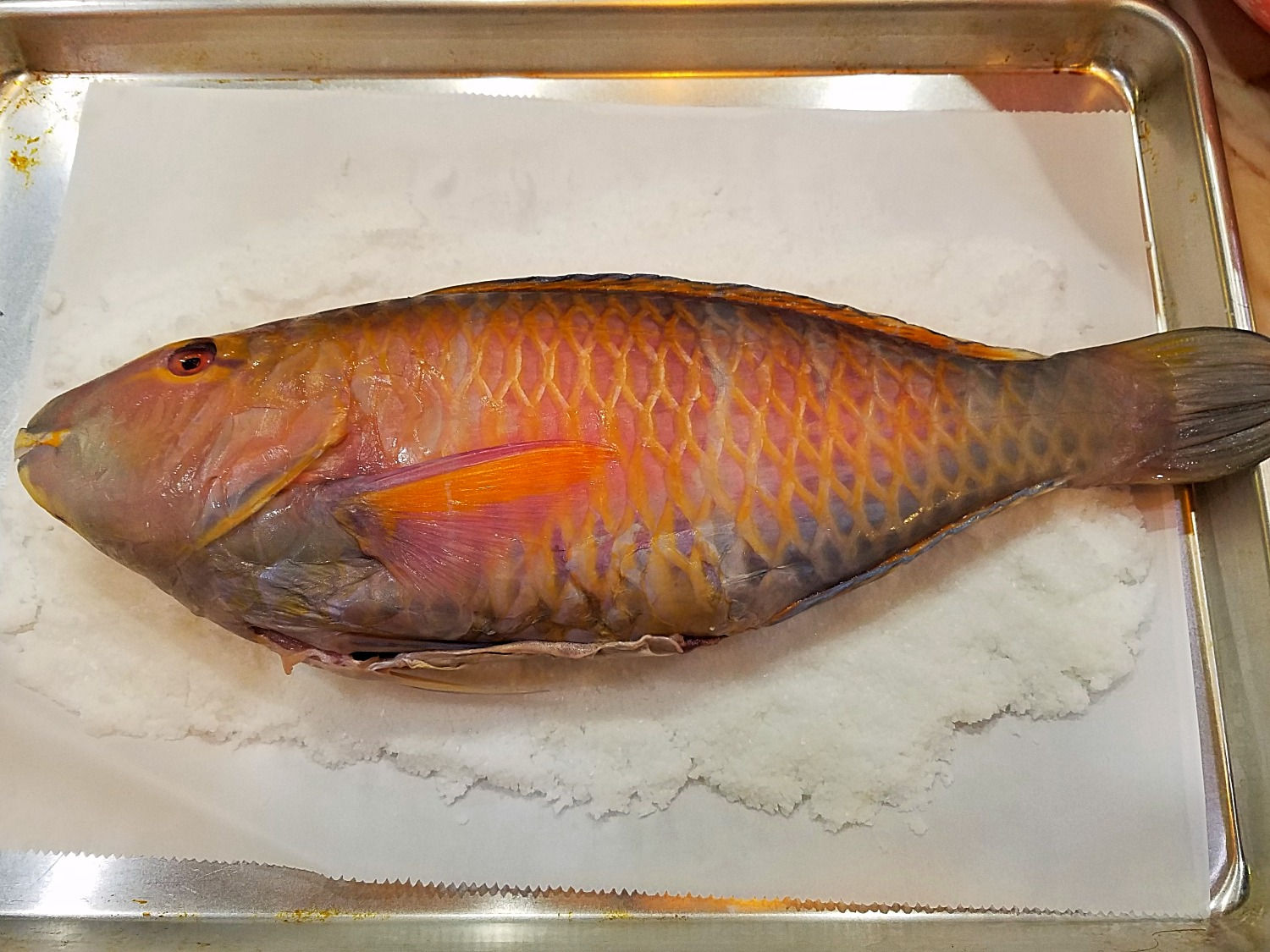 Beautiful Parrot Fish