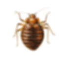 HOW COMMON ARE BED BUGS IN THE US?