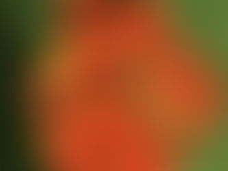 Guide to Growing Too Many Tomatoes