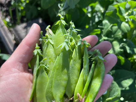 Spring Vegetable Garden Tasks: When to Plant Cool-Season Crops (Zone 5ish Planting Guide)