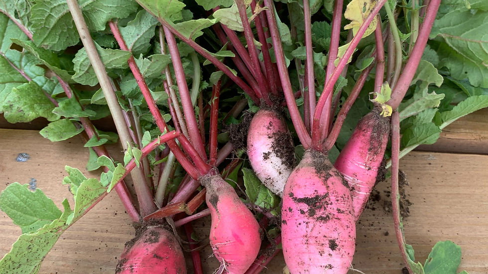 Radishes from my garden
