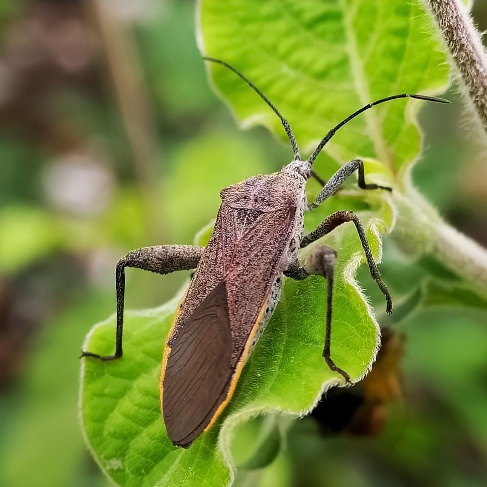 Squash Bug Eggs