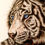 Miniatura: White Tiger Art Print