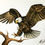 Thumbnail: American Bald Eagle In Flight Original Drawing