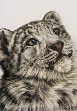 Snow Leopard Cub.jpeg