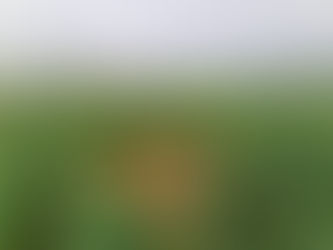 Essais de cultures intermédiaires d'hiver Avril 2020