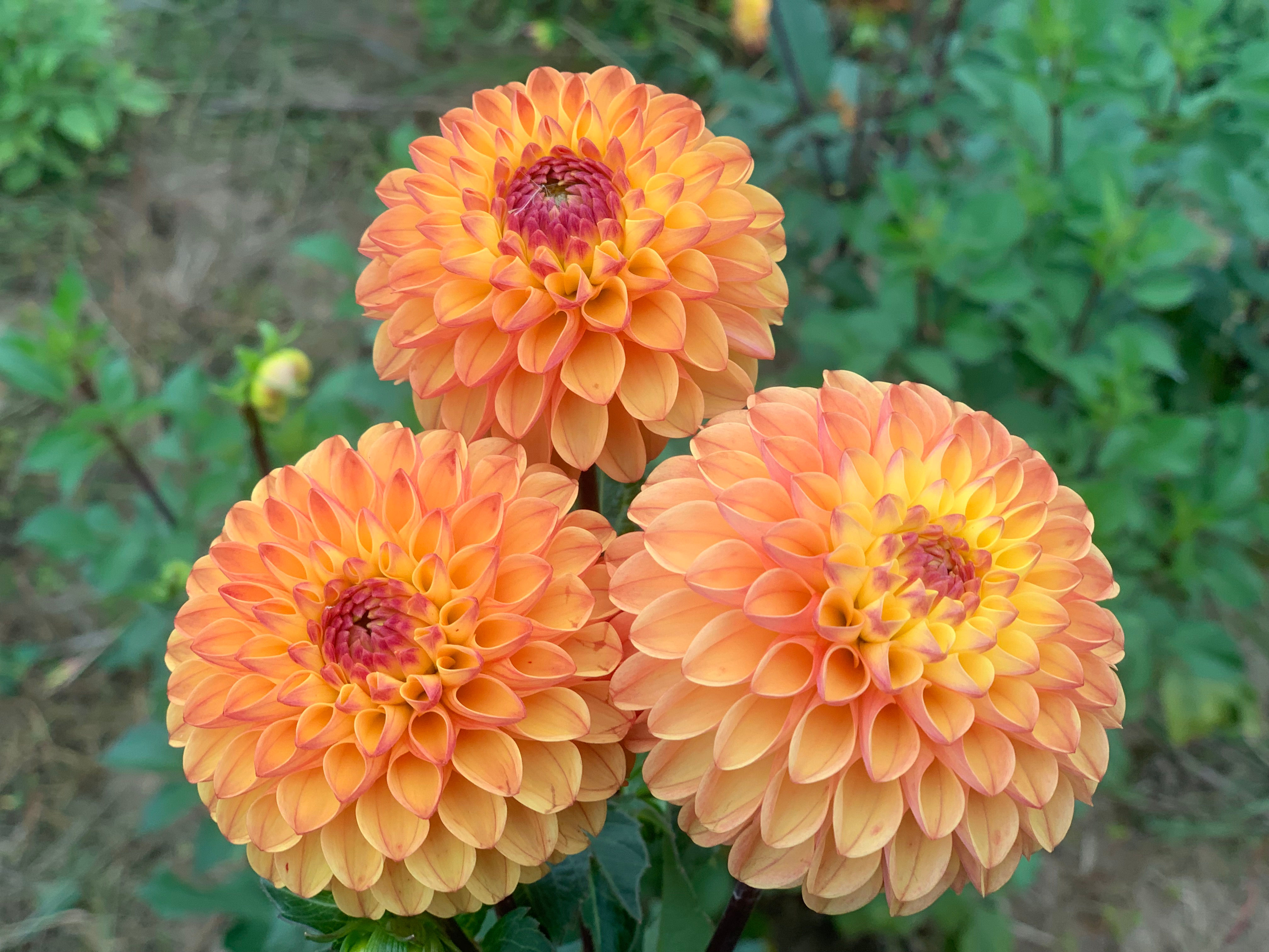 Clearview Butterscotch