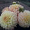 Thumbnail: Bracken Sarah