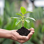 plant in seedbed in the palm of the hand.jpg