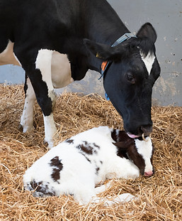 mother cow and newborn black and white calf in straw inside barn of dutch farm in the neth