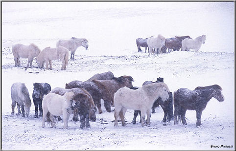 Mini shetland