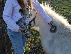 mini shetland la floconnerie
