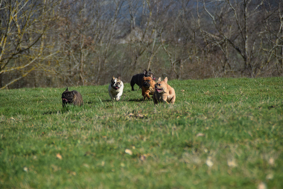 les gamins de rubis