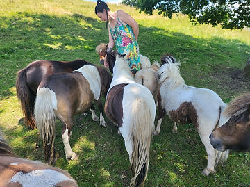 mini-shetland la floconnerie