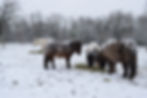 elevage poneys shetland