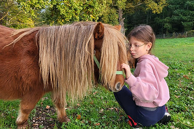 mini-shetland la floconnerie