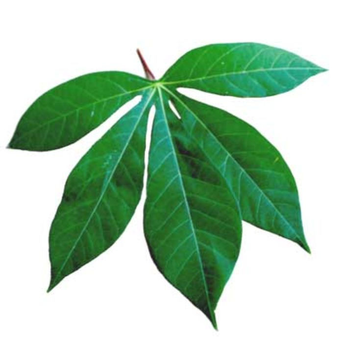 Whole Cassava Leaves