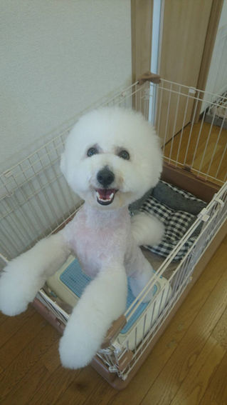トリミング写真(愛犬名:恋次郎くん)