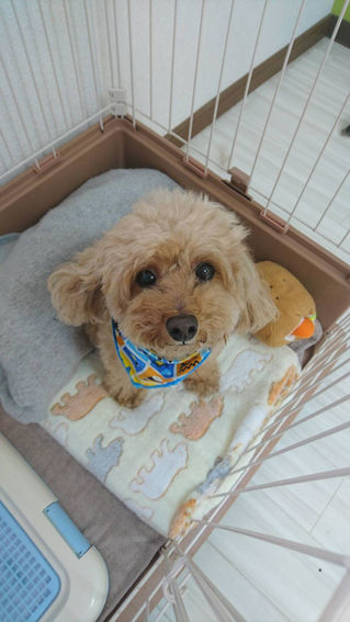 ペットホテル情報(愛犬名:琥珀くん)