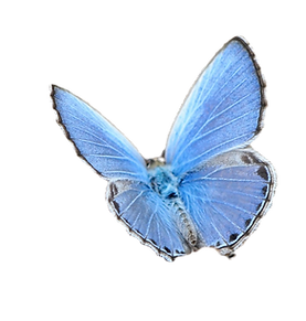 trauma & ptsd therapy california and oklahoma