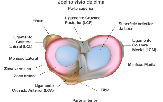 anatomia do joelho mostrando menisco medial e lateral