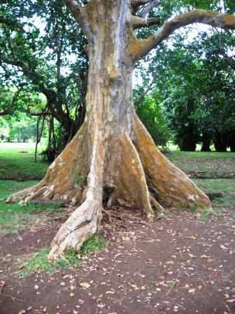 Jardin de pamplemousse