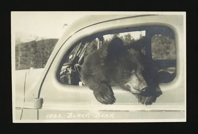 Black bear sticking its head out of a car window, looking curious. Forest in the background. Text reads "1023 BLACK BEAR" on the image.