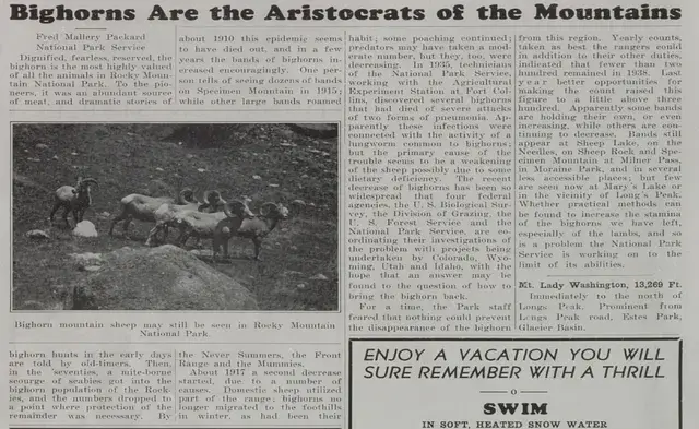 Newspaper page titled "Bighorns Are the Aristocrats of the Mountains" features bighorn sheep photo and articles about their habitat and conservation.