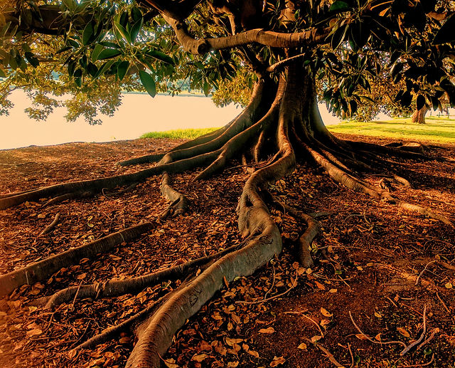 Roots_edited.jpg